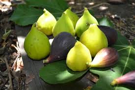 Loss in the Italian Fig Crop: Understanding the Causes