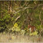 How Tampa’s Climate Creates Ideal Conditions for Wildlife Activity