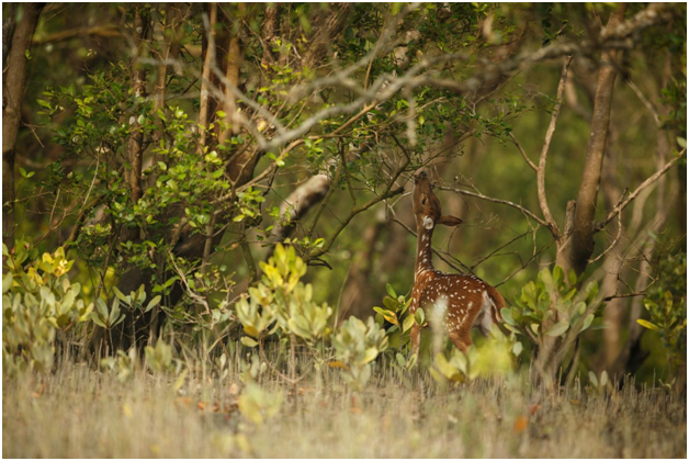 How Tampa’s Climate Creates Ideal Conditions for Wildlife Activity